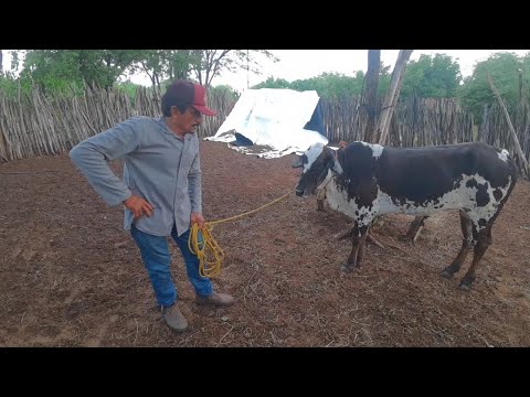 STORY OF RAINFALL TOLD BY DIVON AMORIM!🐄