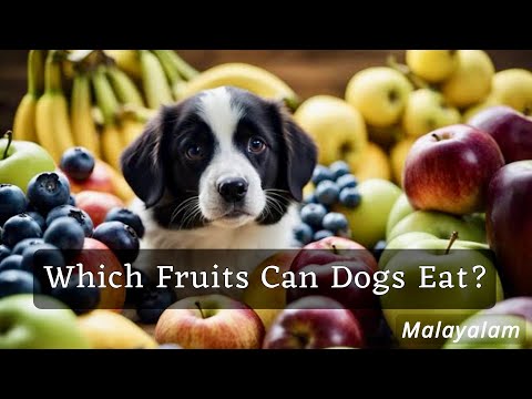 🍉Top 10 Fruits Dogs Can Safely Eat || Fruits Which Are Toxic || Malayalam || Pavi's Pawdcast