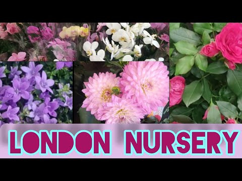 London nursery #plantshop#nursery#flower
