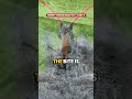 Don't Pick This Bug Up. See That Gear on Its Back? | Creepy Things Near You Pt. 6 #Shorts