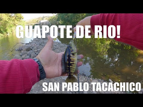 Pesca de Guapotes en el Río Suquiapa | Jornada con equipo liviano en San Pablo Tacachico