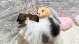 パピヨンの動画01