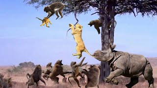 Lion Climb A Tree To Catch Baboon To Save Baby - Lioness Save Baby From Wild Dogs, Rhino, Elephant