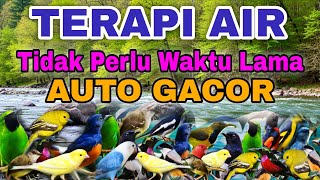 Download lagu LANGSUNG GACOR TIDAK PERLU TUNGGU WAKTU LAMA, TERAPI AIR UNTUK SEMUA JENIS BURUNG MACET BUNYI  mp3