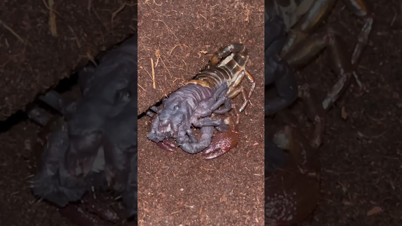 Watch this scorpion molt!#educational #timelapse #scorpion #animals #molting