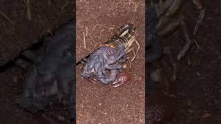 Download lagu Watch this scorpion molt!#educational #timelapse #scorpion #animals #molting mp3