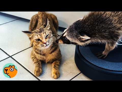 Lady Saves A Baby Raccoon. Then She See Her Play With Cats! | Cuddle Buddies
