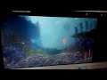 Finding Nemo Trailer Music