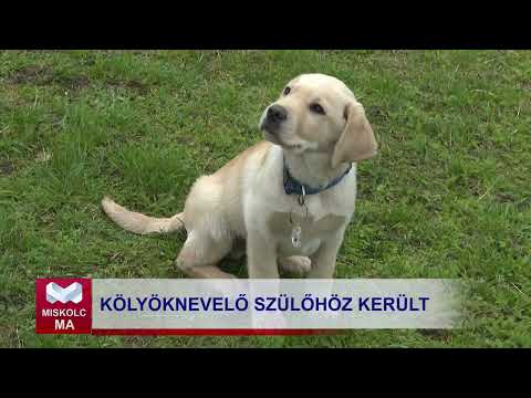 Videó előnézet