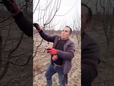 #Ramazan #güven #erik#budaması tel 05063386820