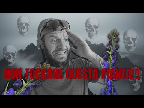 NON TOCCARLA O SEI M**TO!!! LA PIANTA PIÙ VELENOSA DELL'ARCO ALPINO