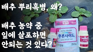 배추 뿌리혹병, 왜? / 배추 등록 농약중에 배추에 살포하면 안되는 것 있다(주의사항 필독)