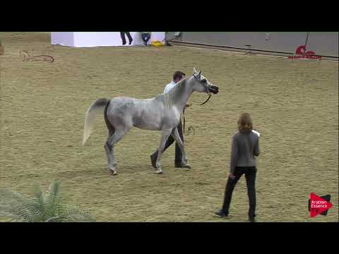 N 64 T  H QATAR   2019 Al Shaqab Arabian Horse Show Festival   Fillies 2 Years Old Class 3B