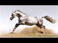 Motivation From Nature - Amazing Animals - Horse/Cheetah