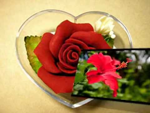 Koj Pheej Yuav Xaiv Tus Zoo Li Cas Ntxawm Lis.wmv