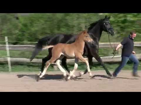 55 El Gordo Hengst v. Escolar - Desperados