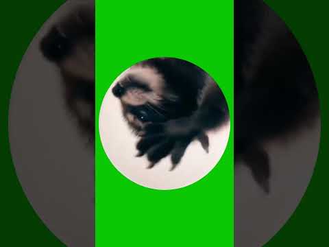 Dancing Raccoon Rocks to Pedro Pedro | Ultimate Green Screen Funny Meme || @vfxnoob