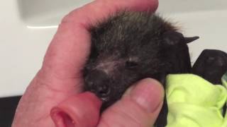 Baby bat squeaks blissfully:  This is Eidolon