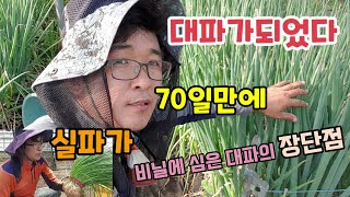 대파 빨리 키워 먹는 방법 실파가 70일만에 대파가 되었습니다 비닐에 심은 대파의 장단점 보완점 대파재배방법…