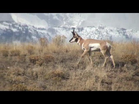 Prairie Ghost Pronghorn And Human Interaction In Early