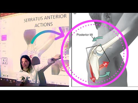 Serratus Anterior Applied Anatomy & Kinesiology