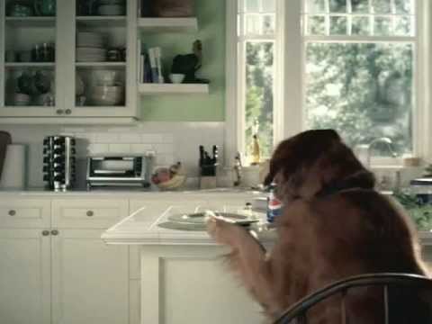 el perro juan diego se come la comida del amo