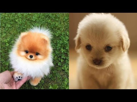 🤣 Funniest 🐶 Dogs and 😻 Cats - Awesome Funny Pet Animals Videos 😇