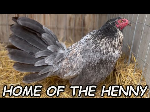 Home Of The Hennie SAVALA FOWL - Beautiful Birds