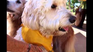 Pet Partners - Documentary