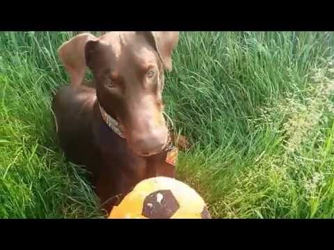 Dobermann & Katze beim Sonntags Gassi