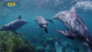 Electric Feel Henry Green RMX Akari Aryaca 528 Hz