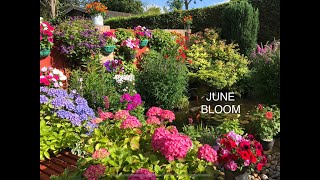 Walk around a Stunning English Cottage Garden Bursting with colour in June. Beautiful.