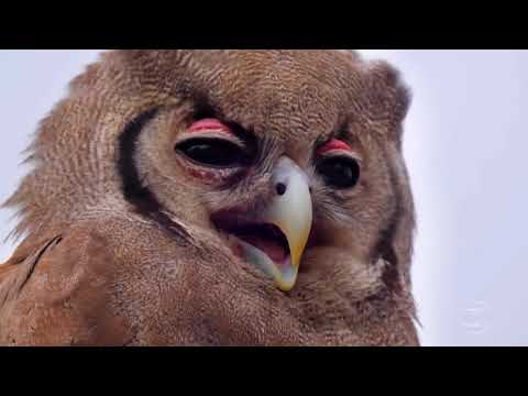 GLOBO REPORTER  AFRICA SELVAGEM