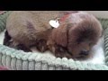 Perfect Petzzz Realistic Sleeping Dog Toy Review