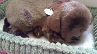 Perfect Petzzz Realistic Sleeping Dog Toy Review