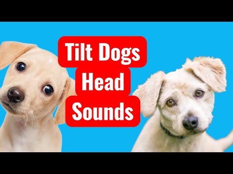 Sounds That Tilt a Dogs Head ~ Sounds Dogs Love