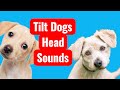 Sounds That Tilt A Dogs Head Sounds Dogs Love
