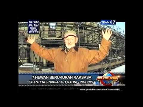 Hewan - hewan berukuran raksasa  © Trans Corp