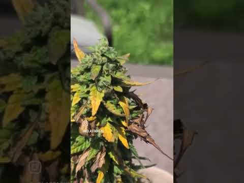 OUTDOOR AUTOFLOWERS | Blue Dream Auto (Fastbuds420)
