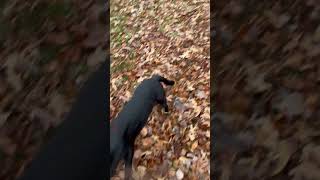 Video preview image #1 Mutt Puppy For Sale in Washington, DC, USA