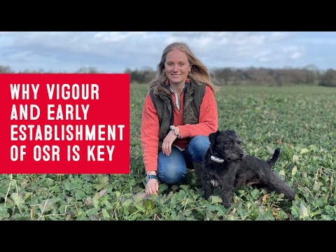 Why vigour and early establishment of oilseed rape is key | OSR Grower Emma Fletcher | Hinkley, UK