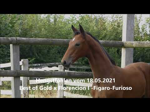 for Sale - Hengstfohlen Best of Gold x Florencio - Figaro - Furioso