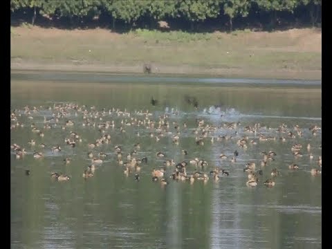 ঠাকুরগাঁওয়ের ঐতিহ্যবাহী রামরাই দীঘী