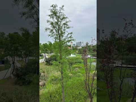 东安湖体育公园露营⛺️