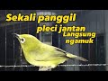 Pleci Betina Birahi Memanggil Jantan Pleci Jantan Langsung Gacor