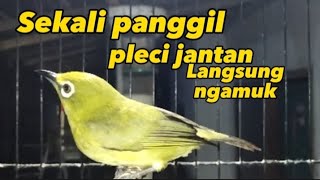 Download lagu pleci betina birahi memanggil jantan, pleci jantan langsung gacor mp3