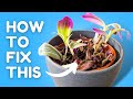 I Stopped Killing My Tradescantia Once I Learned This