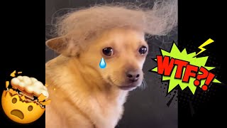 😱🤯 WHEN YOU'LL USE HER SHAMPOO..LOL 🤣 MEMES CUTE ANIMALS AND PEOPLE FUNNY VIDEO