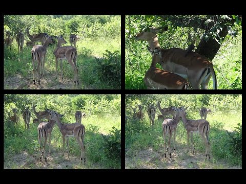 Kruger National Park January 2026 Videos - Impala Compilation.