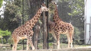 preview picture of video 'Parco Zoo Falconara video di Massimo Serafini'